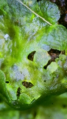 Anthoceros