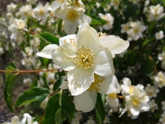 Philadelphus lewisii