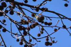 Liquidambar styraciflua