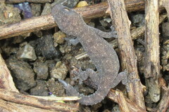 Hemidactylus kushmorensis