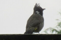 Pycnonotus leucogenys