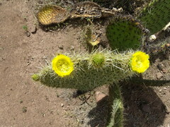 Opuntia huajuapensis