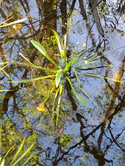 Sagittaria chapmanii