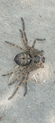 Polybetes rapidus