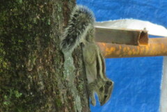 Funambulus pennantii