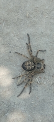 Polybetes rapidus
