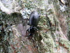 Pterostichus madidus
