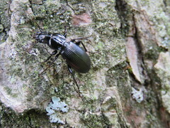 Pterostichus madidus