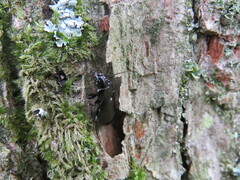 Pterostichus madidus