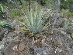 Agave macroacantha