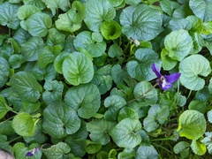 Viola odorata