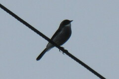 Rhipidura albicollis