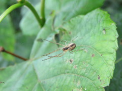 Metellina segmentata