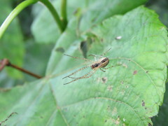 Metellina segmentata