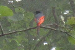 Pericrocotus ethologus