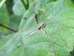 Metellina segmentata