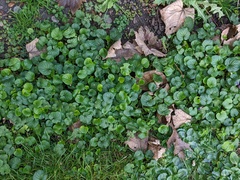 Viola odorata