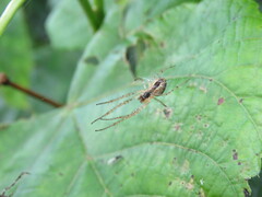 Metellina segmentata