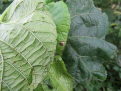 Metellina segmentata