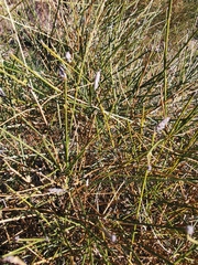 Genista umbellata