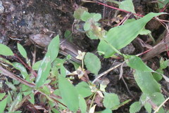 Ablepharus himalayanus