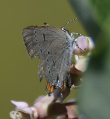 Satyrium acadica