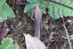 Ablepharus himalayanus