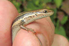 Ablepharus himalayanus