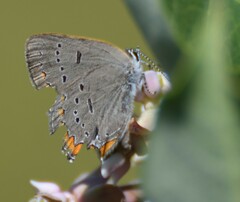 Satyrium acadica