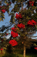 Sorbus aucuparia