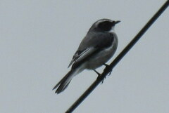 Rhipidura albicollis