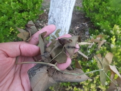 Aristolochia debilis