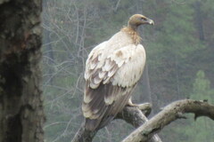 Gyps himalayensis
