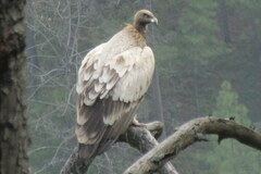 Gyps himalayensis