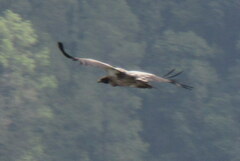 Gyps himalayensis