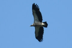 Gyps himalayensis
