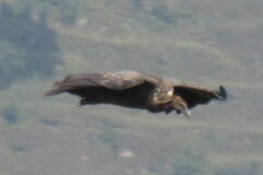 Gyps himalayensis