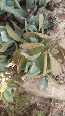 Kalanchoe longiflora