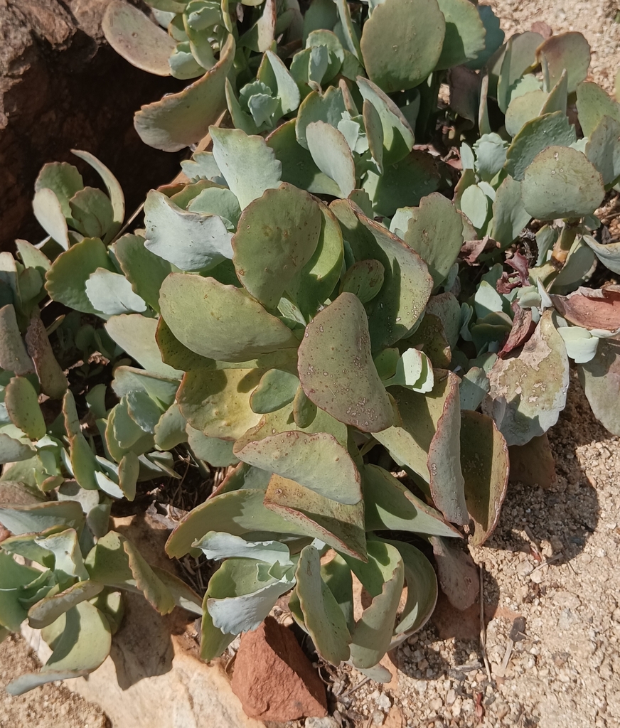 Kalanchoe longiflora