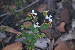 Spyridium thymifolium