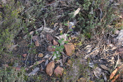 Spyridium thymifolium