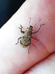 Pantomorus postfasciatus