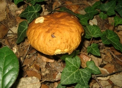 Leccinellum lepidum