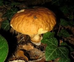 Leccinellum lepidum