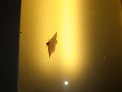 Striglina