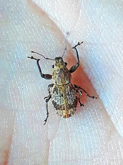 Pantomorus postfasciatus