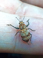 Pantomorus postfasciatus