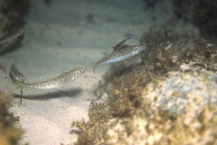 Sillaginodes punctatus