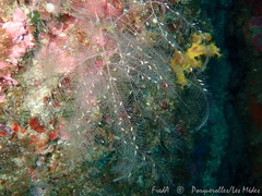 Aglaophenia elongata