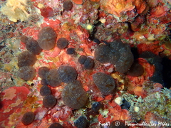 Aplidium fuscum